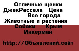 Отличные щенки ДжекРассела › Цена ­ 50 000 - Все города Животные и растения » Собаки   . Крым,Инкерман